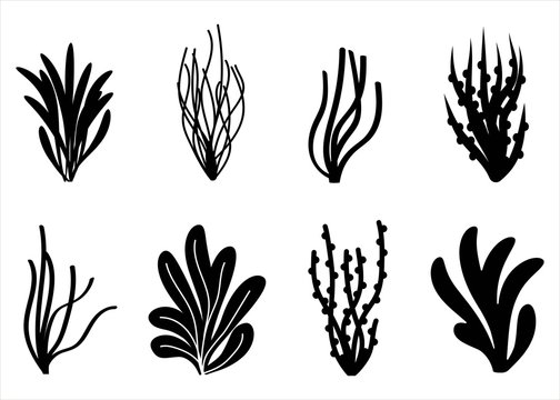 algae icon set. Marine plants isolated
