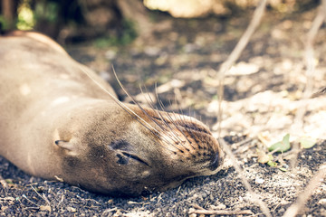 Sleeping Seal