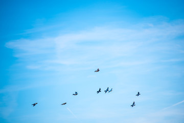 birds in the sky