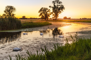 Vier Schwäne im Sonnenuntergang in wunderschöner Naturlandschaft am Fluss 