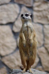 surykatka zoo Gdańsk © Radosaw