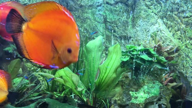 Diskusfische, Neonfische