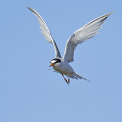 Little tern (Sternula albifrons)
