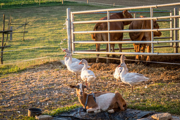 Fototapeta premium Gänse bei Sonnenuntergang