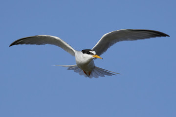 Little tern (Sternula albifrons)