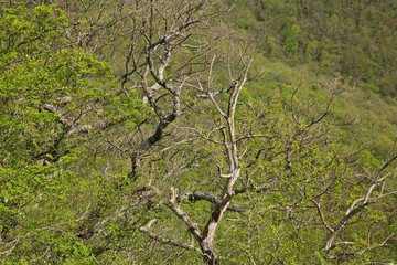 Landscape near Vozrozhdenie village and Gelendzhik town. Krasnodar Krai. Russia