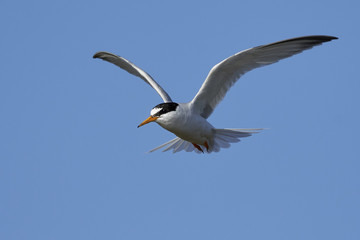 Little tern (Sternula albifrons)