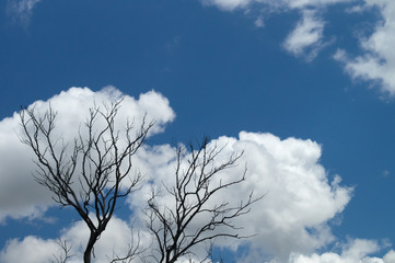 Clouds in the branches of trees. Silhouettes of dry branches against a blue cloudy sky for creative abstract nature background image