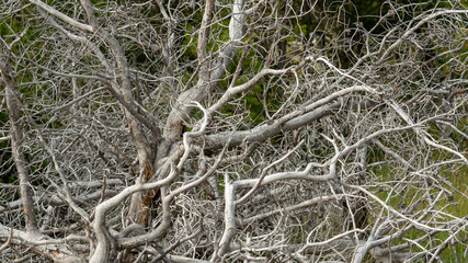 Grey Twisted Tree branches
