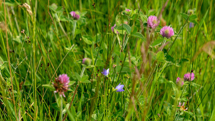 Pink and Green wildflowers