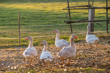 Gänse bei Sonnenuntergang