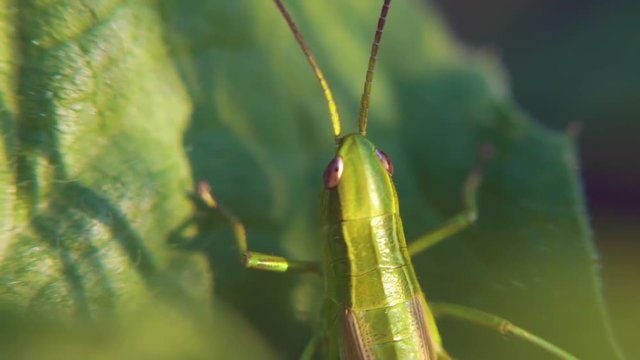 A green grasshopper with a brown back sitting on a flat leaf of grass. Close up Green Grasshopper hid among the summer leaves. Clip