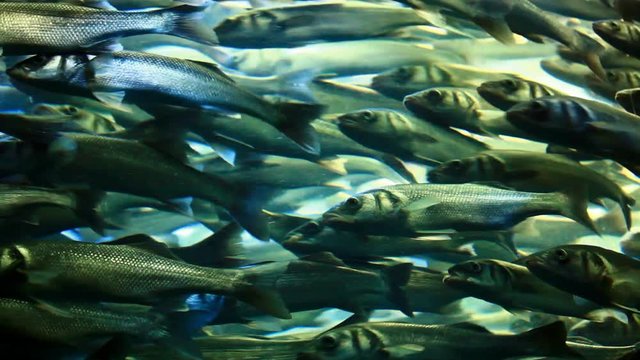 large flock of herring under water