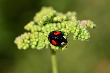 Schwarz roter asiatische  Marienkäfer auf grüner Blüte  in der Natur