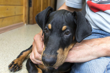 Man holds black doberman pintscher puppy with his hands