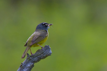 MacGillivray's Warbler