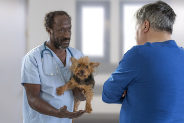 doctor veterinarian and pet owner at vet clinic are examining little dog Yorkshire Terrier, smiling and looking at camera.