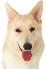 German Shepherd with Panda Color