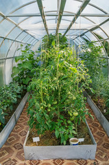 Greenhouse made of plastic for growing green vegetables. City garden