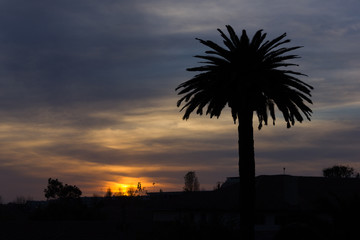 Silhouette of palm tree over cloudy sky at sunset in La Serena city, Chile. Peaceful twilight in South America