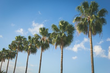 Palm trees row over blue sky. Vintage summer holiday road trip vacation