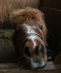 Fototapeta premium Pony nah