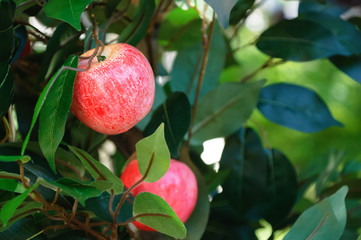 A ripe apple in green foliage. Close-up.
