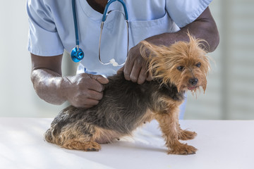afro-american male veterinarian clinic Pet Doctor with pet 's health checked, heart beat check on yorshire