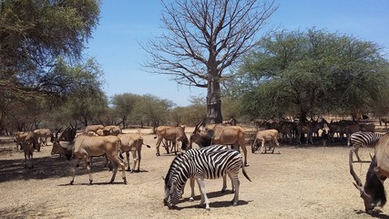 Zèbres et antilopes dans la réserve de Bandia
