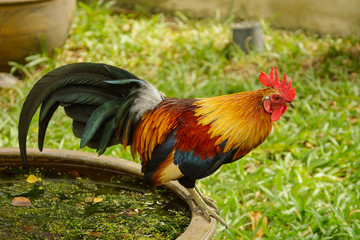 Big beautiful multicolored rooster. Nature of Thailand