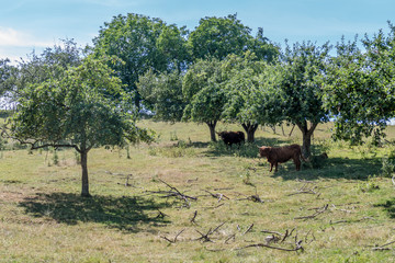 Schottisches Hochlandrind im Schatten der B&auml;ume