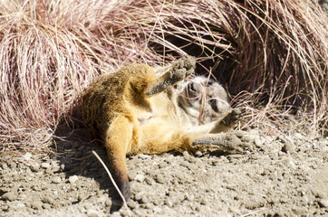 Fototapeta premium Meerkat Lying Down