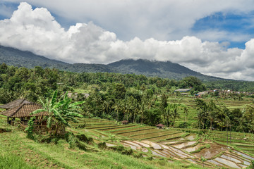 Fototapeta na wymiar Green rice fields on Bali island
