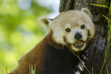Red Panda Smiling