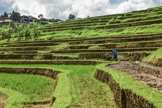 Man works on green rice fields