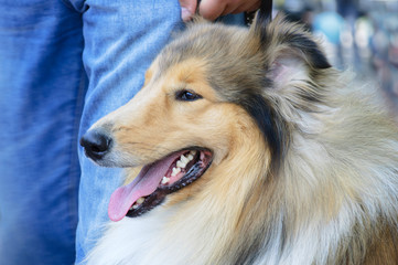 Portrait of a collie breed dog. Close-up.