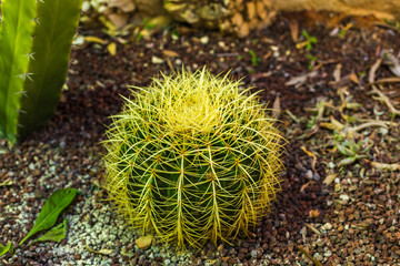 Green cactus in the shape of a ball with long yellow spines close-up.