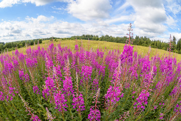 Obraz na płótnie Canvas Open meadows of Karelia, summer, fisheye