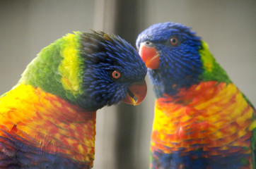 Couple of Rainbow Lorikeet Parrots