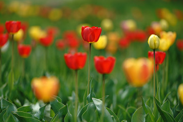 赤いチューリップ