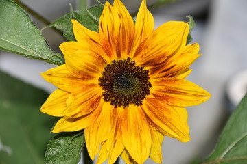 Sonnenblume