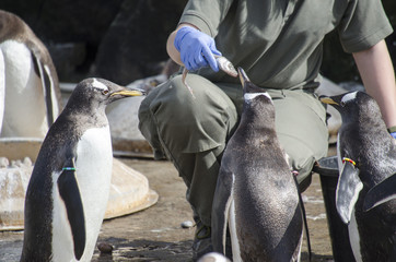 Person Feeding a Penguin