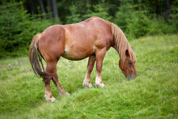Obraz na płótnie Canvas Horse on a pasture