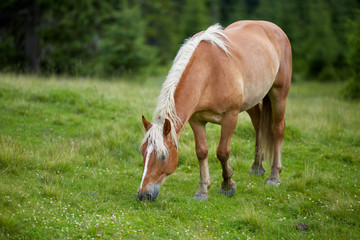 Naklejka na ściany i meble Horse on a pasture