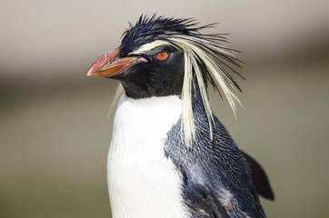 Portrait of a Rock Hopper Penguin