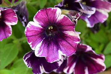 violette Blume