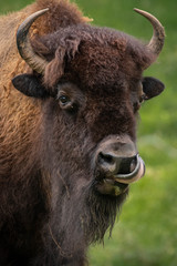Bison