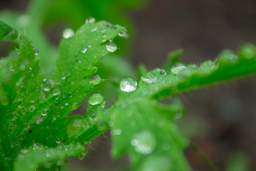 drops of rain on the green leaves of a plant close-up