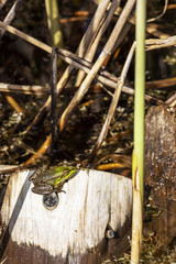 A motionless green frog, Rana clamitans on a cut tree trunk in the water of Dragoman natural karst Marsh, Bulgaria