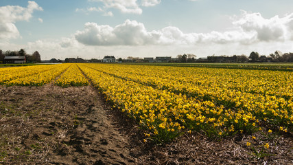 Yellow Daffodils bulbs field